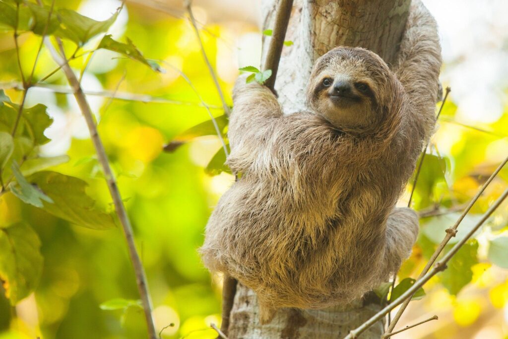 A sloth haning froma tree and looking in the camera