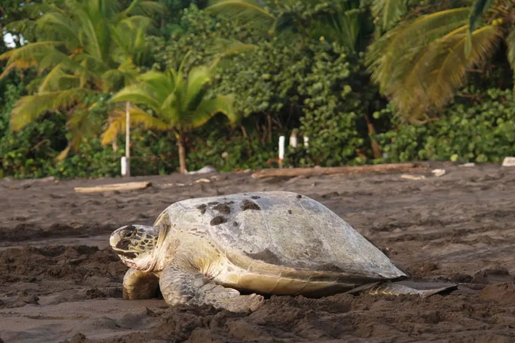 Turtle nesting in Tortugero national park