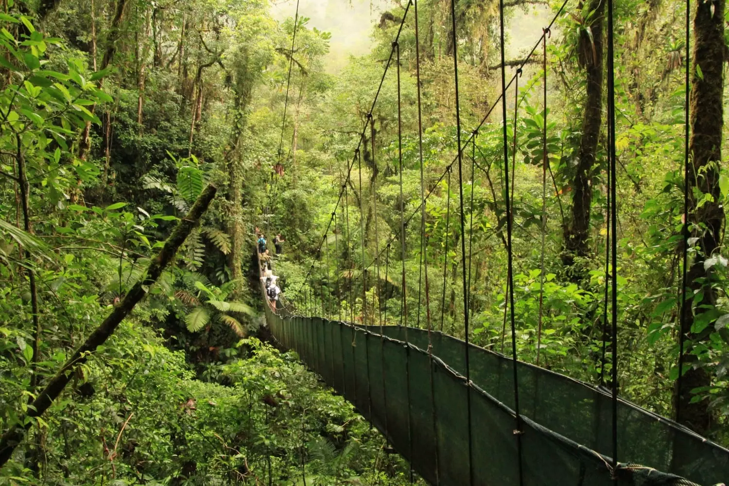 Suspension bridge in the jungle in Arenal National Park