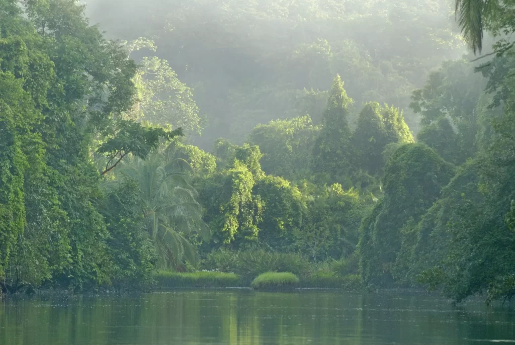 Lusch green trees above the still water