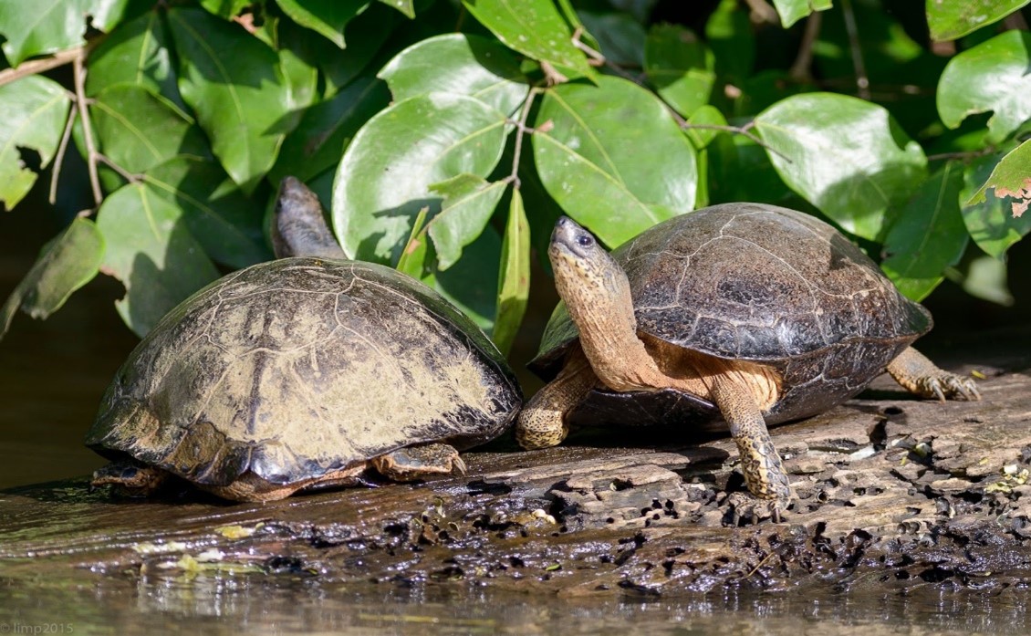 Towolive ridleysea turtles